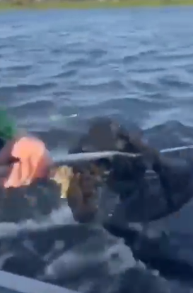 VÍDEO: Pescadores salvam filhote de onça de afogamento em rio