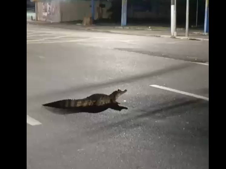 Jacaré de quase 3 metros 'passeia' pela Djalma Batista e chama atenção em Manaus