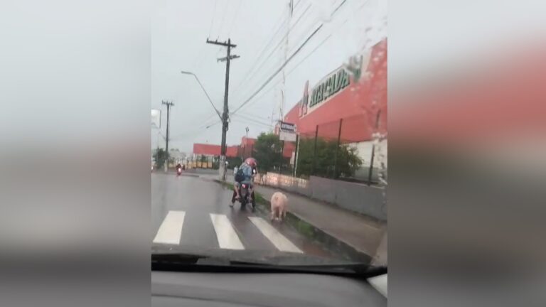 Porco caminhava por rua do bairro Educandos.