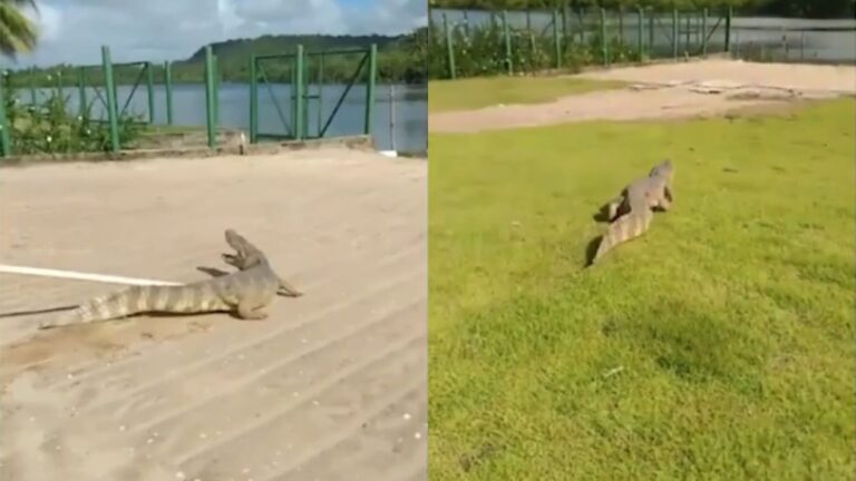 VÍDEO: Jacaré passeia "de boa" em condomínio e assusta moradores em Alagoas