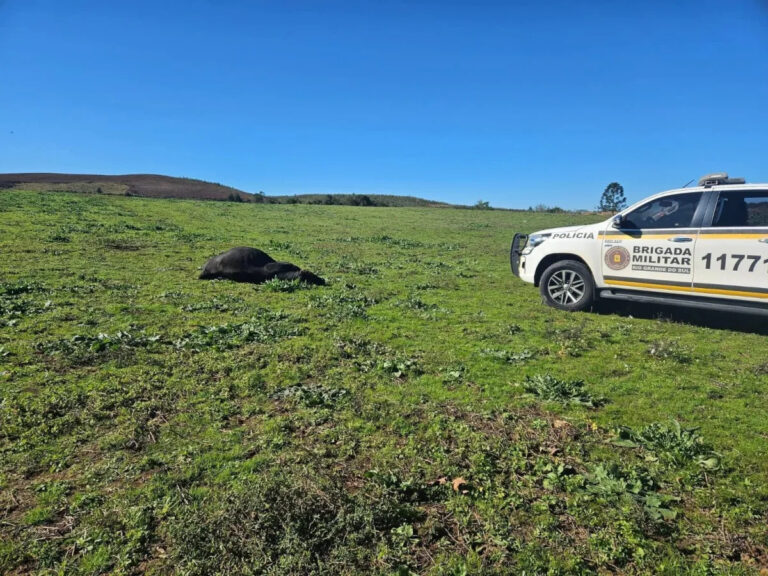 Idoso de 80 anos morre ao ser atacado por touros, no Rio Grande do Sul