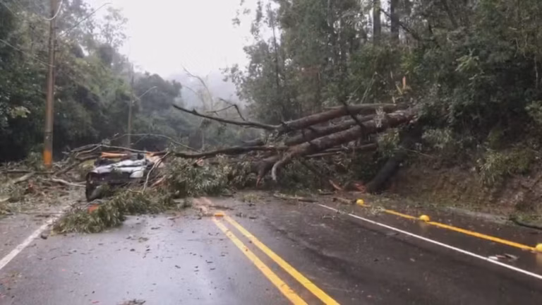Idoso morre após queda de árvore sobre carro no Rio Grande do Sul; Ele é a terceira vítima das fortes chuvas