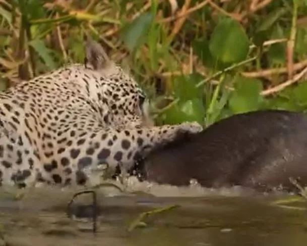 Onça ataca capivara