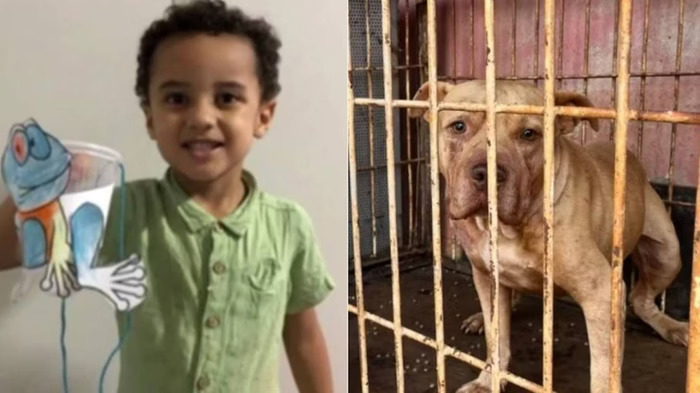 Menino de 3 anos morre após ser atacado por pit bull, em Goiás