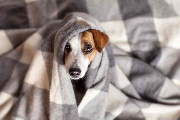 Frio deixa cachorro deprimido? Veterinária explica mudanças de comportamento dos pets no inverno
