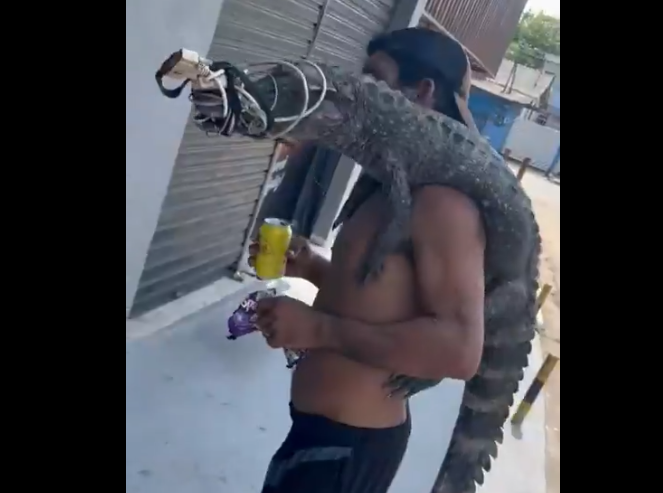 Homem tenta trocar jacaré por drogas em Manaus: 'símbolo da Lacoste, rapaziada'