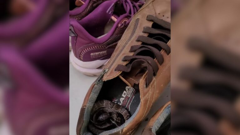 VÍDEO: Homem encontra cobra dentro de sapatos em Santa Catarina