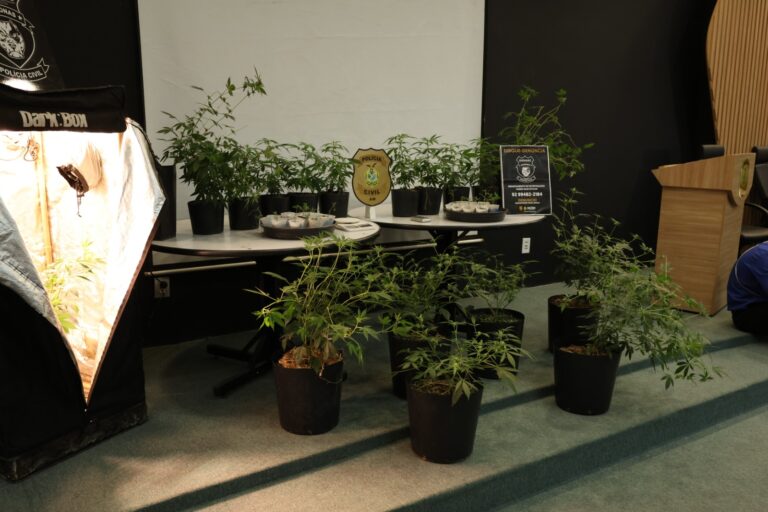 Homem é preso por cultivar ‘supermaconha’ em estufas em sucataria em Manaus