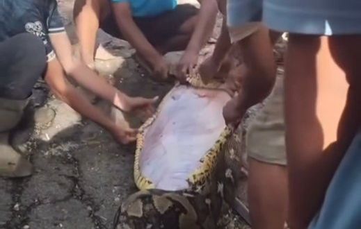 IMAGENS FORTES: Idoso é engolido por cobra de 8 metros enquanto tralhava na Indonésia