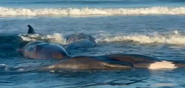 Baleias são vistas encalhadas em praia do Japão após tsunami nesta quarta (30/7)