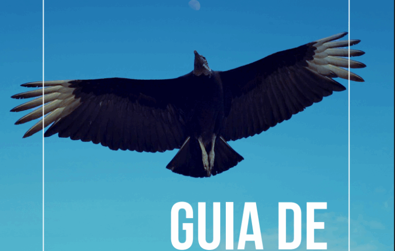 Colisões aéreas: duas espécies de urubus concentram casos no Amazonas