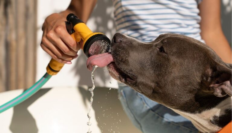 Veterinário alerta para riscos do calor extremo em cães e gatos durante o verão amazônico