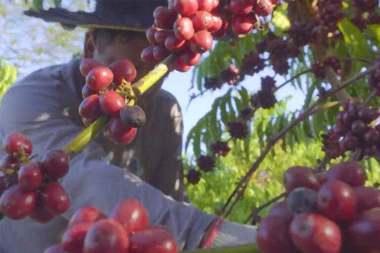 Senador do Acre propõe ‘Selo Verde’ para valorizar café sustentável da Amazônia