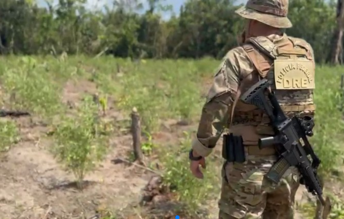 PF destrói 8 mil pés de maconha em área de mata no Amazonas