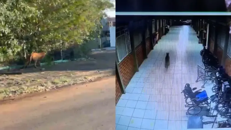 Onça-parda é flagrada caminhando em pátio de escola no Paraná
