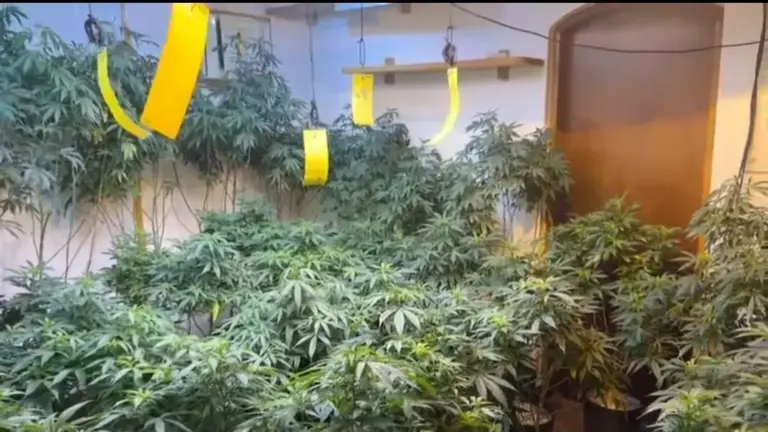 Mais de 1.600 mudas de maconha são apreendidas em mansão de luxo no litoral de São Paulo