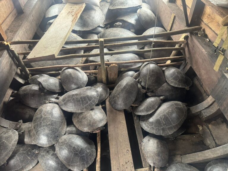 Mais de 250 quelônios e 1000 ovos são apreendidos em operação da Sema e Forças de Segurança; homem é preso