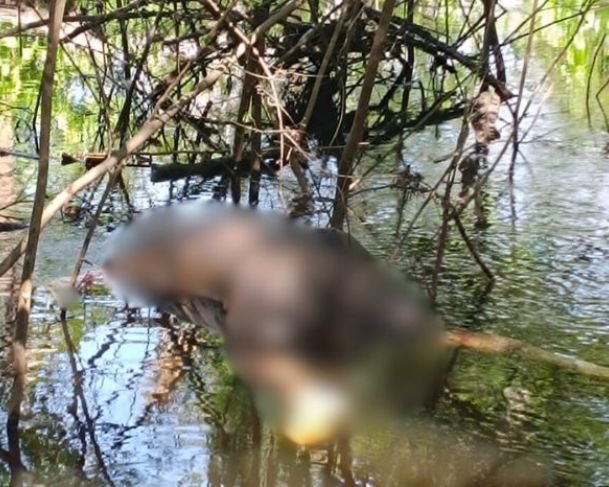 Corpo é encontrado boiando em lago no interior do Amazonas