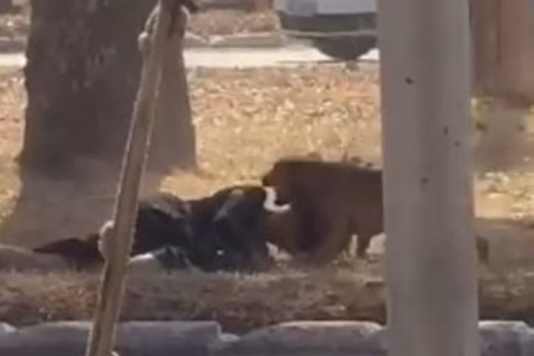 VÍDEO: Mulher é atacada por 6 cachorros em rua de Ceilândia, no Distrito Federal: "Achei que ia morrer"