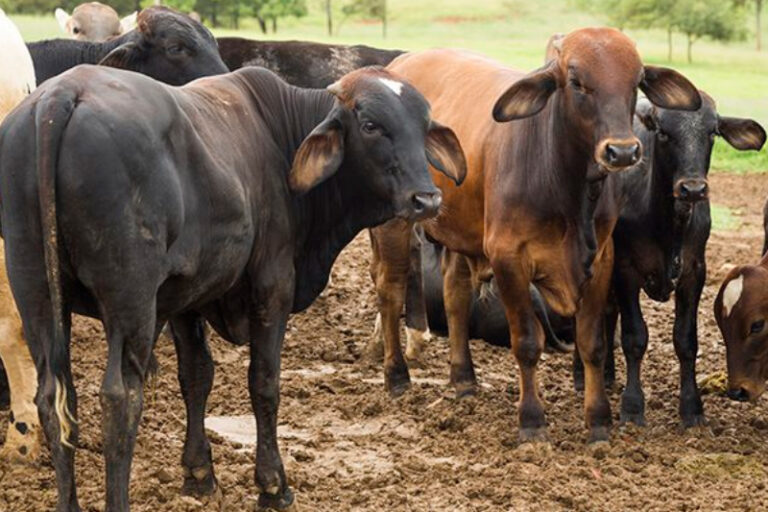 Com 2,6 milhões de cabeças, Amazonas registra em 2024 o maior rebanho bovino da história
