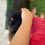 Cachorro-pet-animal-de-estimação