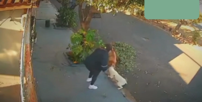 Shih-tzu é atacado por pit-bull no interior de SP