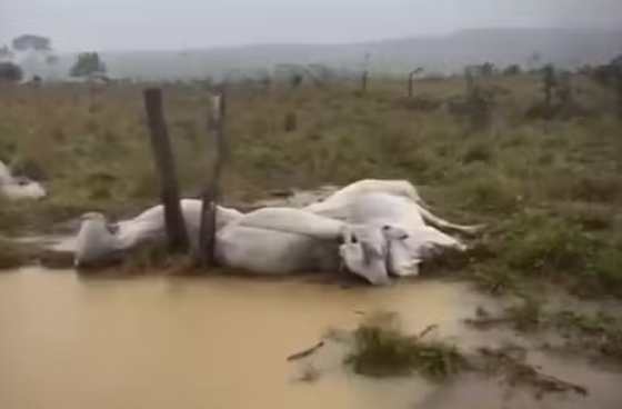 Raio mata 10 bois durante temporal no Amazonas