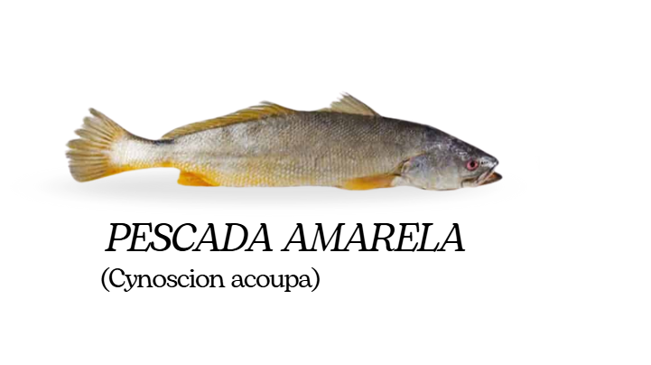 Moda sustentável: Empresa transforma peixes amazônicos em couro ecológico de luxo