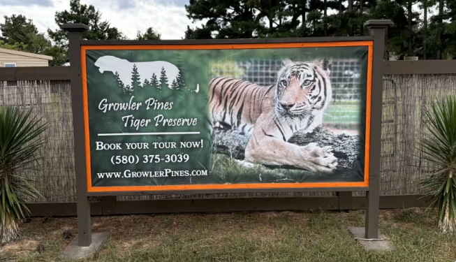 Cuidador de tigres é atacado e morre nos Estados Unidos