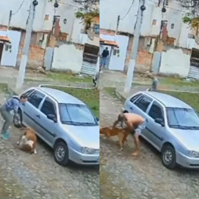 Pitbull é morto a facadas após atacar e matar shih-tzu na Bahia; vídeo