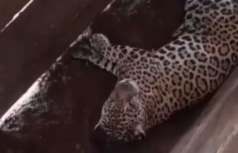 VÍDEO: Onça é encontrada dormindo em curral e ataca trabalhadores no Mato Grosso VÍDEO: Onça é encontrada dormindo em curral e ataca trabalhadores no Mato Grosso