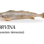 YARA-COUROS-PEIXE