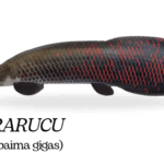 YARA-COUROS-PIRARUCU