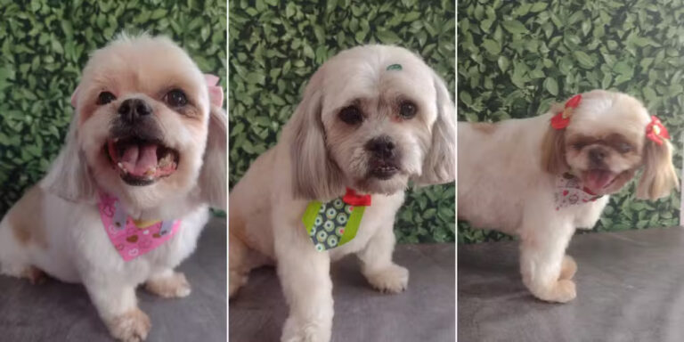 Três cachorros morrem dentro de carro de pet shop em SP; causa provável das mortes foi calor