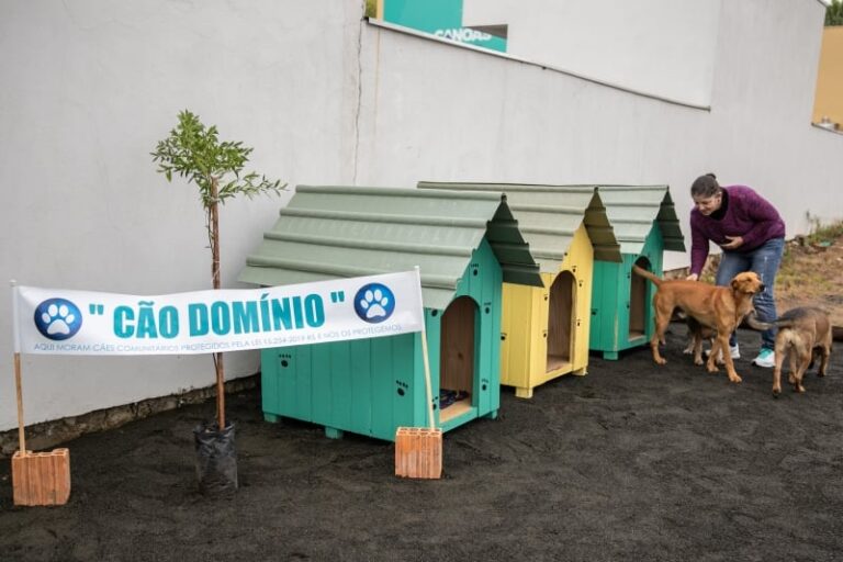Animais de rua podem ter abrigos e alimentação garantidos em praças e prédios de Manaus