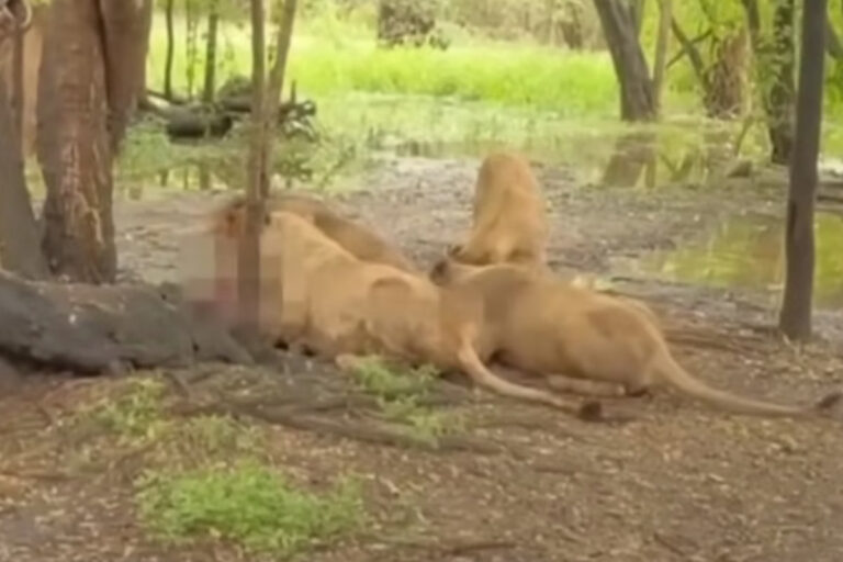 Esse foi o primeiro caso fatal registrado no zoológico em 40 anos de funcionamento.
