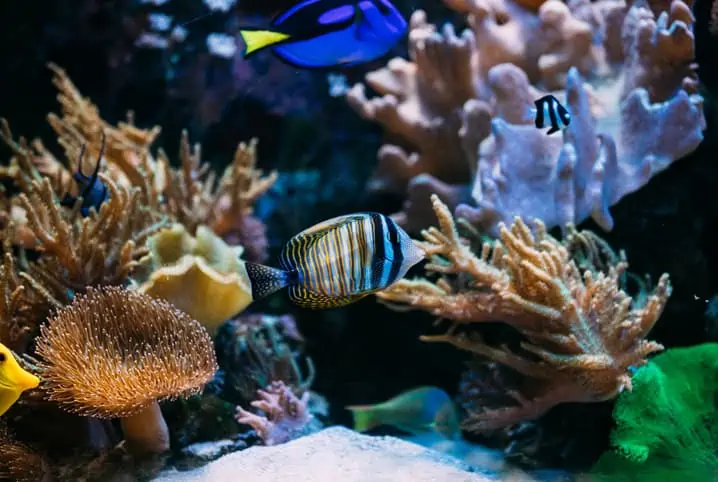Criação de peixes: saiba como montar um aquário saudável e garantir o bem-estar dos animais