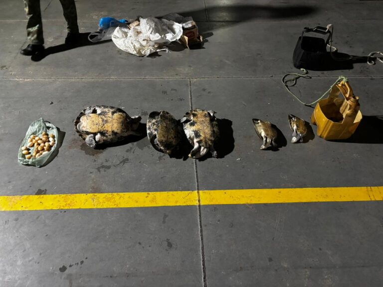Polícia apreende 30 quelônios e 20 ovos de tracajá em embarcação no Amazonas Polícia apreende 30 quelônios e 20 ovos de tracajá em embarcação no Amazonas