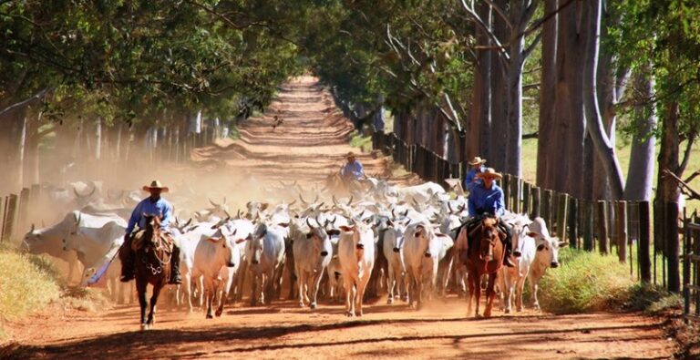 Projeto “Parceiro do Agro” quer unir municípios do AM para fortalecer o setor agropecuário Projeto “Parceiro do Agro” quer unir municípios do AM para fortalecer o setor agropecuário