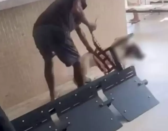 Pitbull invade unidade de saúde em Linhares, ataca e mata filhote de vira-lata