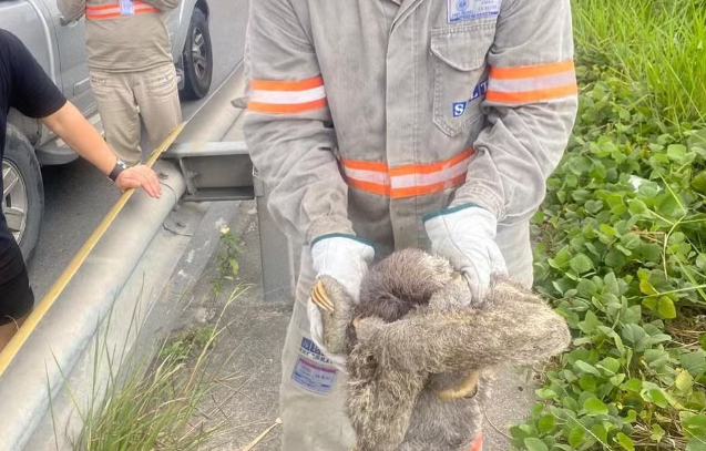 Preguiça é resgatada em linha de transmissão após causar falta de energia em Manaus