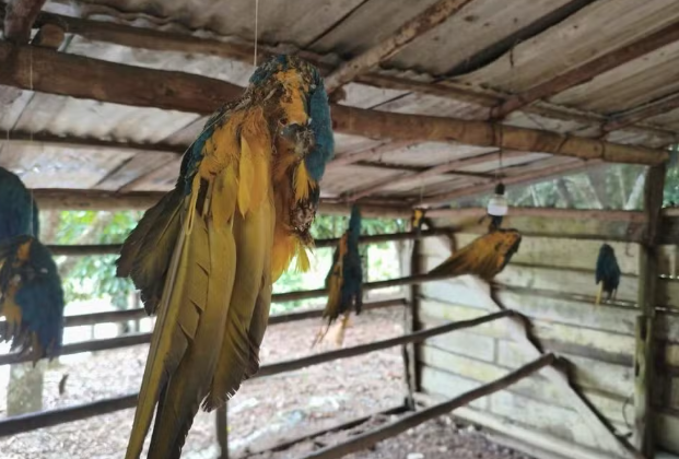 Suspeito é preso com 13 carcaças de araras ameaçadas de extinção na BR-174