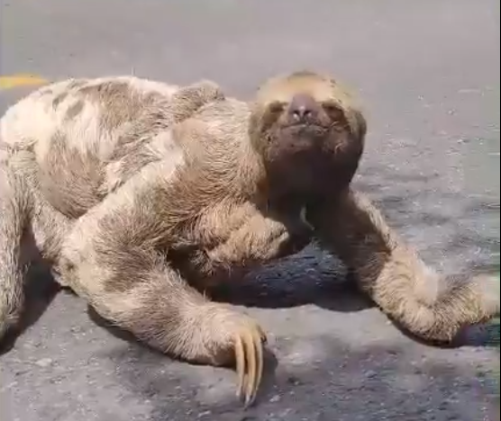 VÍDEO: Bicho-preguiça com filhote no braço atravessa estrada no Amazonas VÍDEO: Bicho-preguiça com filhote no braço atravessa estrada no Amazonas