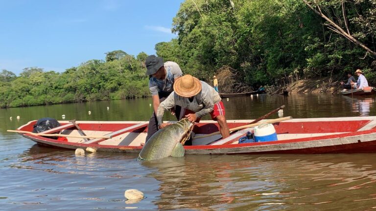 Governo do AM garante direito ao seguro-defeso de 80 mil pescadores, e amplia prazo para emissão da nova CIN Governo do AM garante direito ao seguro-defeso de 80 mil pescadores, e amplia prazo para emissão da nova CIN