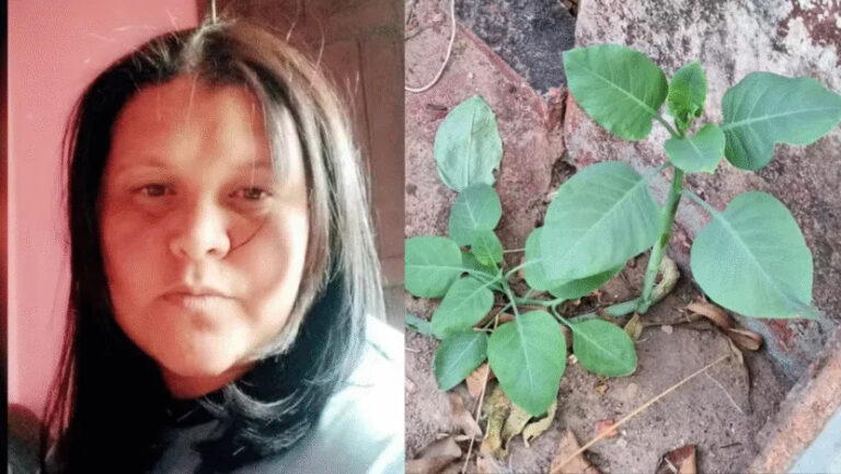Mulher que comeu “falsa couve” não resiste e morre, em MG Mulher que comeu “falsa couve” não resiste e morre, em MG