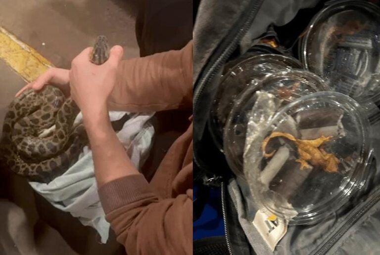 Jacarés e cobras são encontrados vivos dentro de mochila de brasileiro na fronteira com o Paraguai Jacarés e cobras são encontrados vivos dentro de mochila de brasileiro na fronteira com o Paraguai