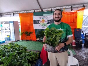 Planta de café da espécie Robusta Amazônica