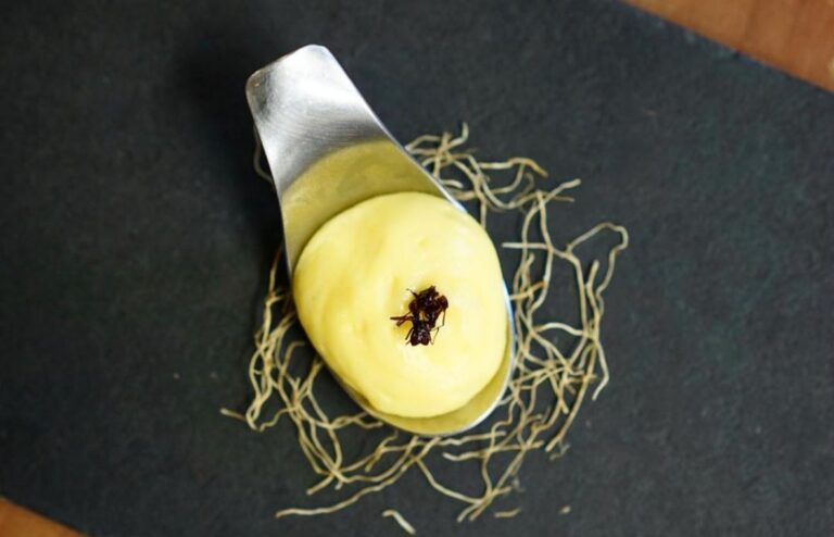 ONU aponta insetos como alternativa sustentável contra a fome global; 2 estão na Amazônia