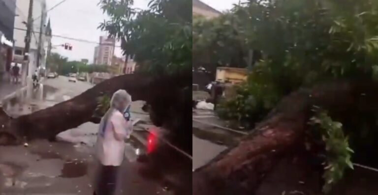 VÍDEO: Árvore cai e atinge carro no Centro de Manaus durante temporal VÍDEO: Árvore cai e atinge carro no Centro de Manaus durante temporal