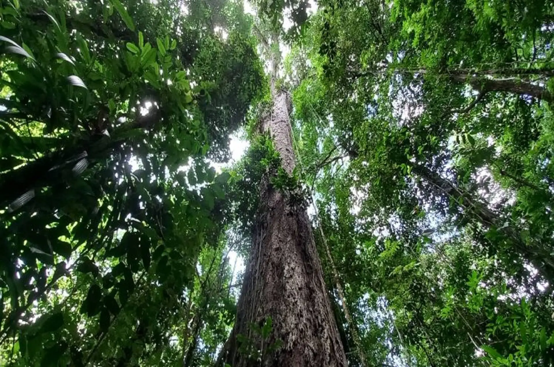 Você realmente sabe qual é a importância das árvores para o meio ambiente?